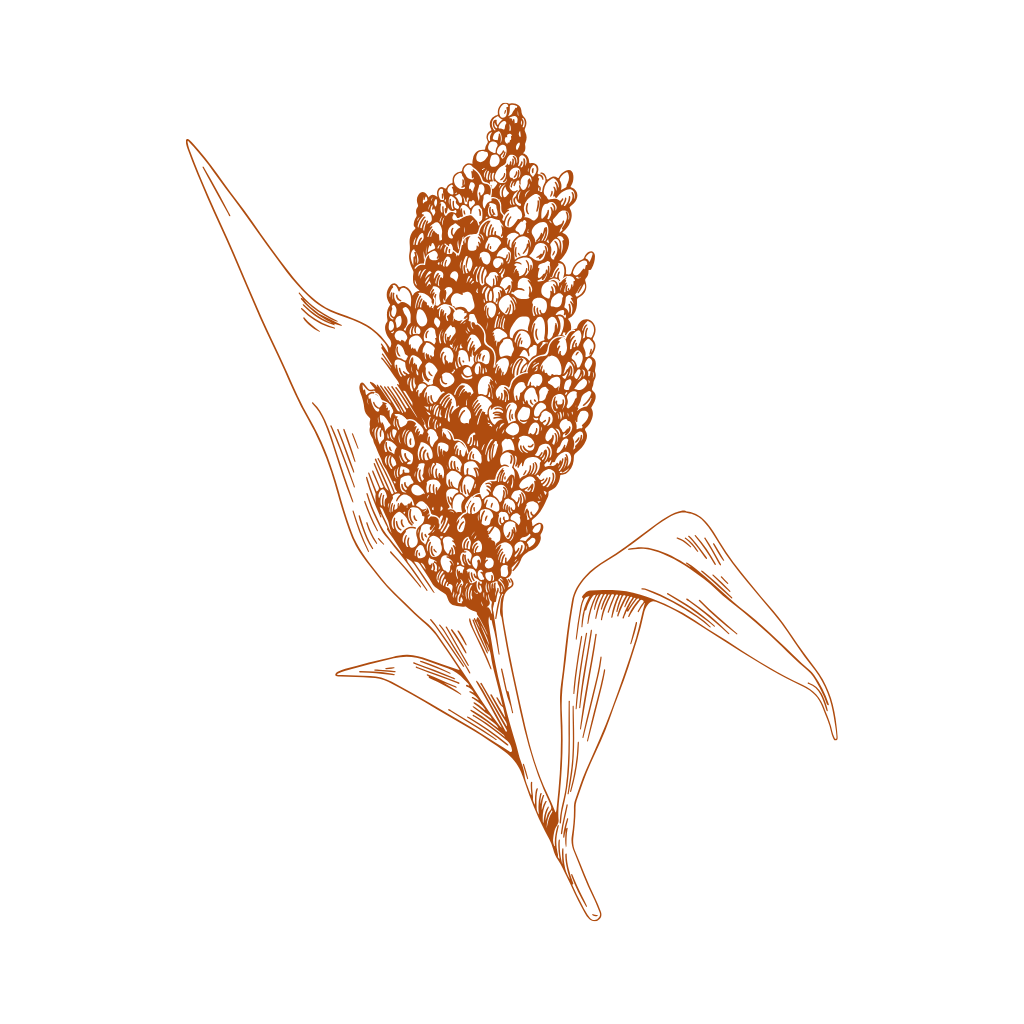 Čirok (Indian corn) – sušené trávy